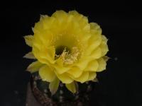 Thumbnail of 1705_Echinopsis Hybride Coquette_20140807_01.JPG